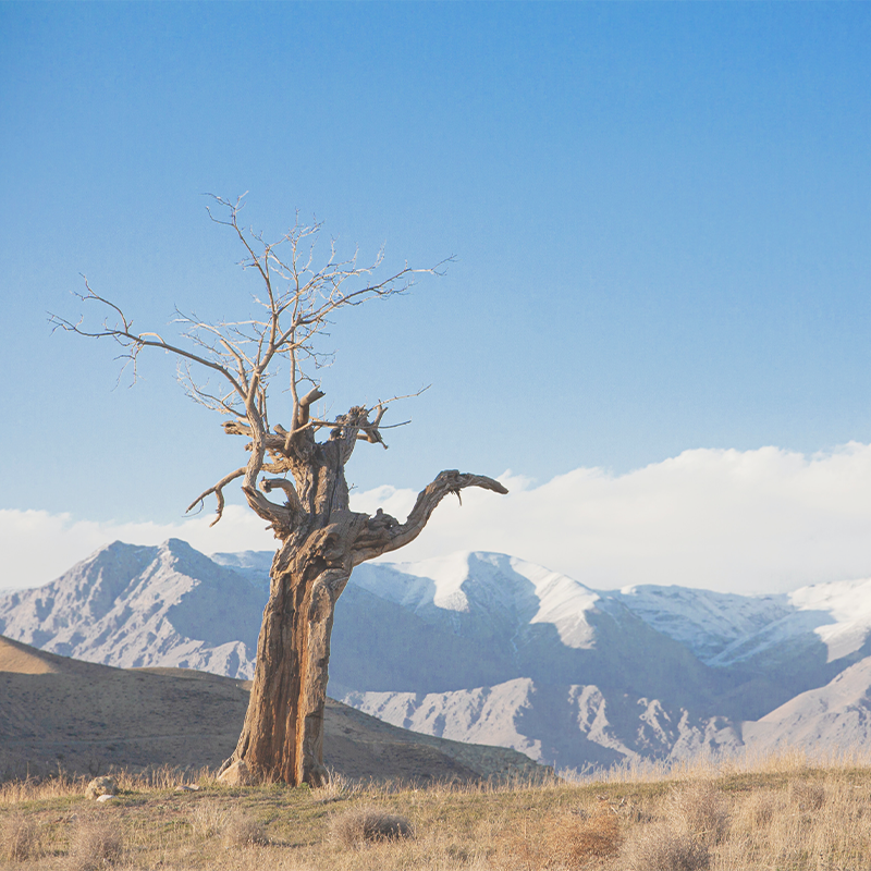 No Fruit on a Dead Tree