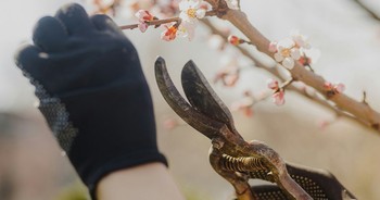 How the Father’s Pruning Grows Leaders image