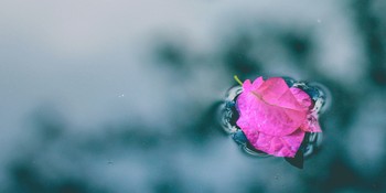 3 Biblical Strategies for Ushering Peace into Conflict image